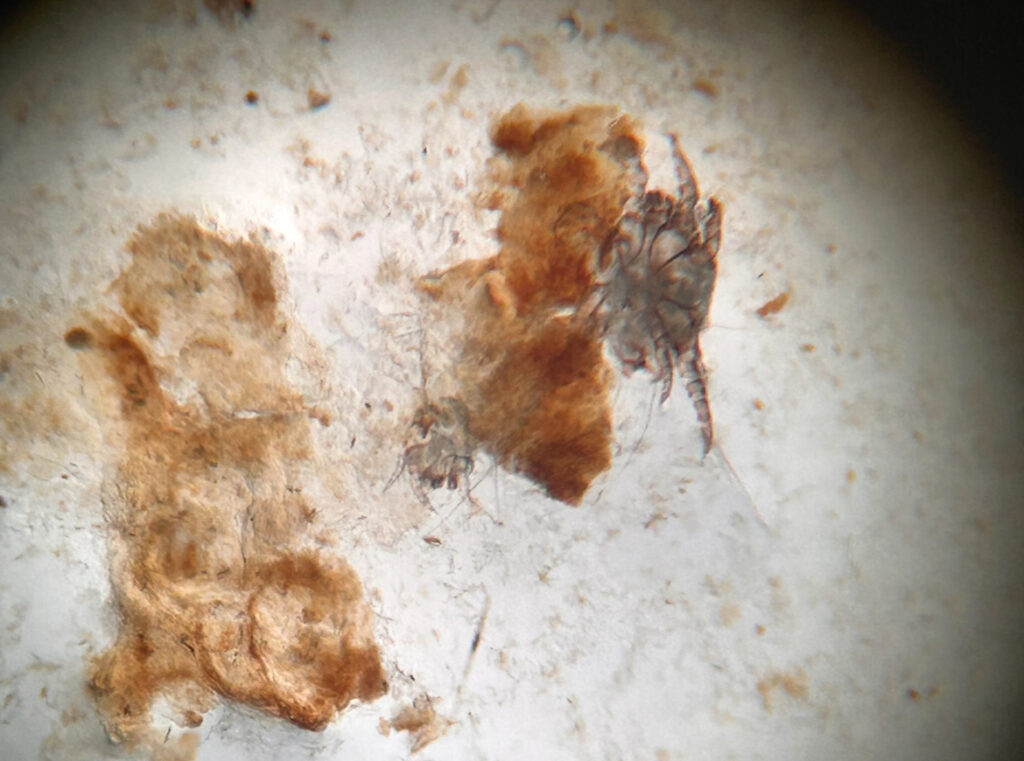 Lame regardée au microscope contenant deux mites d'oreilles avec d'autres types d'excréments bruns.
