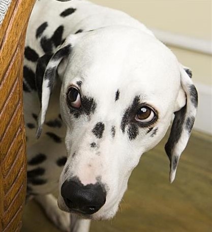 Chien blanc et noir (dalmatien)