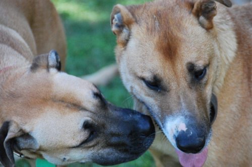 Deux chiens beiges et noirs qui sont très proche, un veut s'approcher, mais l'autre détourne le regard