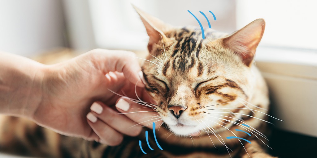 Chat tigré brun et roux qui se fait flatter par quelqu'un. Il y a des ondes autour de lui pour représenter le ronronnement.