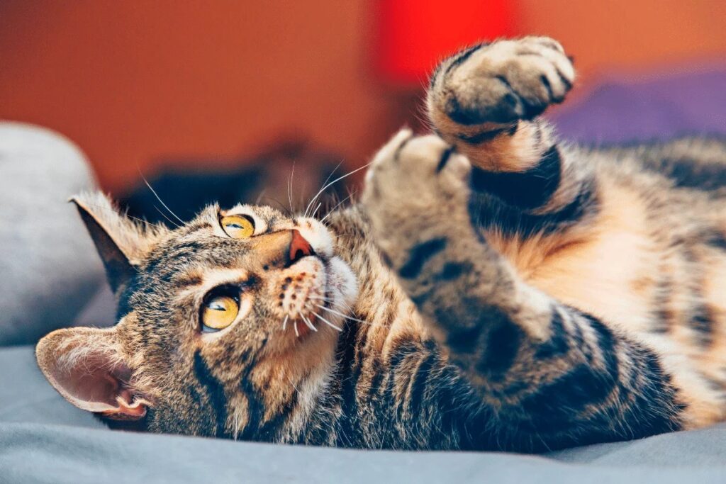 Chat tigré sur brun et noir sur le dos qui pétrit avec ses pattes