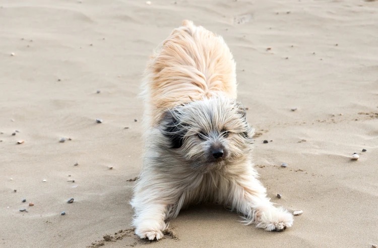 Chien beige et noir au poil long dans une position abaissée
