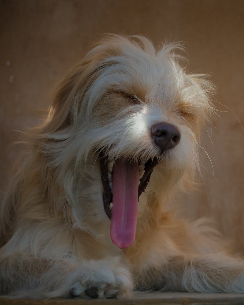 Chien beige et blanc au poil long en train de bailler